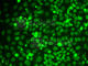 Lamin B1 antibody, A1910, ABclonal Technology, Immunofluorescence image 