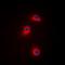 Calcium/Calmodulin Dependent Protein Kinase I antibody, orb235055, Biorbyt, Immunofluorescence image 