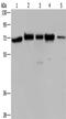 ArfGAP With FG Repeats 1 antibody, CSB-PA015892, Cusabio, Western Blot image 