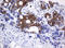 Cytidine/Uridine Monophosphate Kinase 1 antibody, LS-C174290, Lifespan Biosciences, Immunohistochemistry frozen image 