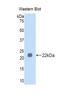 Lefty protein antibody, LS-C295109, Lifespan Biosciences, Western Blot image 