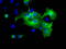 MIC5 antibody, LS-C115424, Lifespan Biosciences, Immunofluorescence image 
