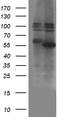 Zinc finger and BTB domain-containing protein 32 antibody, LS-C799926, Lifespan Biosciences, Western Blot image 