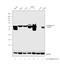 Keratin 18 antibody, PA5-14263, Invitrogen Antibodies, Western Blot image 