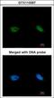 BRCA2 And CDKN1A Interacting Protein antibody, GTX113357, GeneTex, Immunocytochemistry image 