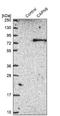 Zebrafish Delta C antibody, NBP1-88214, Novus Biologicals, Western Blot image 