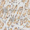 Rac GTPase Activating Protein 1 antibody, A5298, ABclonal Technology, Immunohistochemistry paraffin image 