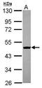 Spermatogenesis Associated 6 Like antibody, PA5-31256, Invitrogen Antibodies, Western Blot image 