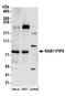 RAB11 Family Interacting Protein 5 antibody, A304-536A, Bethyl Labs, Western Blot image 