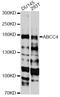 ATP Binding Cassette Subfamily C Member 4 antibody, A2198, ABclonal Technology, Western Blot image 