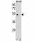 Cyclin B1 antibody, F52188-0.4ML, NSJ Bioreagents, Western Blot image 