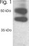 Probable 26S protease regulatory subunit 10B antibody, NB300-532, Novus Biologicals, Western Blot image 