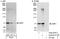 LIM Domain Kinase 1 antibody, A302-671A, Bethyl Labs, Immunoprecipitation image 