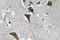 Leptin Receptor antibody, LS-C291718, Lifespan Biosciences, Immunohistochemistry paraffin image 
