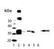 BVR A antibody, A05250, Boster Biological Technology, Western Blot image 