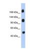 KIAA1211 Like antibody, NBP1-70468, Novus Biologicals, Western Blot image 