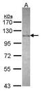 DEAD-Box Helicase 23 antibody, PA5-30312, Invitrogen Antibodies, Western Blot image 
