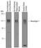 Neuroligin 1 antibody, AF4340, R&D Systems, Western Blot image 