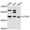 Urotensin 2 Receptor antibody, A11811, ABclonal Technology, Western Blot image 
