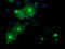 FXYD Domain Containing Ion Transport Regulator 3 antibody, LS-C797569, Lifespan Biosciences, Immunofluorescence image 