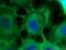 Cadherin 1 antibody, 20874-1-AP, Proteintech Group, Immunofluorescence image 