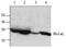 BCL2 Like 1 antibody, AP00094PU-N, Origene, Western Blot image 
