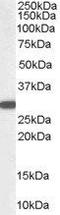 DT-diaphorase antibody, orb18366, Biorbyt, Western Blot image 