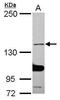 Stonin-1 antibody, GTX119304, GeneTex, Western Blot image 