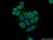 LDM antibody, 13431-1-AP, Proteintech Group, Immunofluorescence image 
