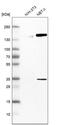 Helicase-like transcription factor antibody, HPA015284, Atlas Antibodies, Western Blot image 