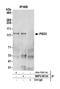 Pleckstrin And Sec7 Domain Containing 3 antibody, NBP2-59124, Novus Biologicals, Western Blot image 