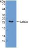 Membrane Palmitoylated Protein 6 antibody, abx128896, Abbexa, Western Blot image 