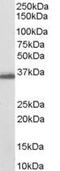 Prostaglandin F synthase antibody, PA5-18339, Invitrogen Antibodies, Western Blot image 