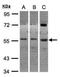 AarF Domain Containing Kinase 1 antibody, PA5-28685, Invitrogen Antibodies, Western Blot image 