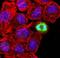 Histone Cluster 2 H3 Family Member D antibody, NB21-1091, Novus Biologicals, Immunocytochemistry image 