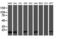 Copper Metabolism Domain Containing 1 antibody, LS-C787268, Lifespan Biosciences, Western Blot image 