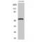 ATPase H+ Transporting V1 Subunit H antibody, LS-C386623, Lifespan Biosciences, Western Blot image 