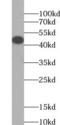 Monocarboxylate transporter 4 antibody, FNab07912, FineTest, Western Blot image 