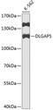 DLG Associated Protein 5 antibody, GTX33253, GeneTex, Western Blot image 