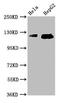 TATA element modulatory factor antibody, CSB-PA023904LA01HU, Cusabio, Western Blot image 