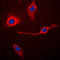 Caspase 3 antibody, LS-C351925, Lifespan Biosciences, Immunofluorescence image 
