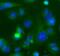 TNF Receptor Associated Factor 3 antibody, FNab10240, FineTest, Immunofluorescence image 