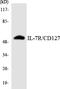 CD127 antibody, OAAF06532, Aviva Systems Biology, Western Blot image 