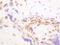 Histone Cluster 4 H4 antibody, AP20245PU-N, Origene, Immunohistochemistry paraffin image 
