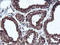Proteasome Subunit Beta 7 antibody, TA504368, Origene, Immunohistochemistry paraffin image 
