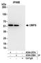Uridine 5 -monophosphate synthase antibody, A304-257A, Bethyl Labs, Immunoprecipitation image 