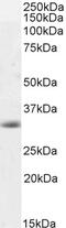 Submandibular gland protein C antibody, 42-834, ProSci, Enzyme Linked Immunosorbent Assay image 