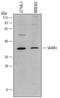 CD209 antigen-like protein D antibody, MAB7220, R&D Systems, Western Blot image 