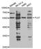 Plasminogen Activator, Tissue Type antibody, PA5-76624, Invitrogen Antibodies, Western Blot image 