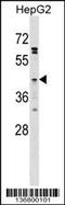 Free Fatty Acid Receptor 4 antibody, 58-885, ProSci, Western Blot image 